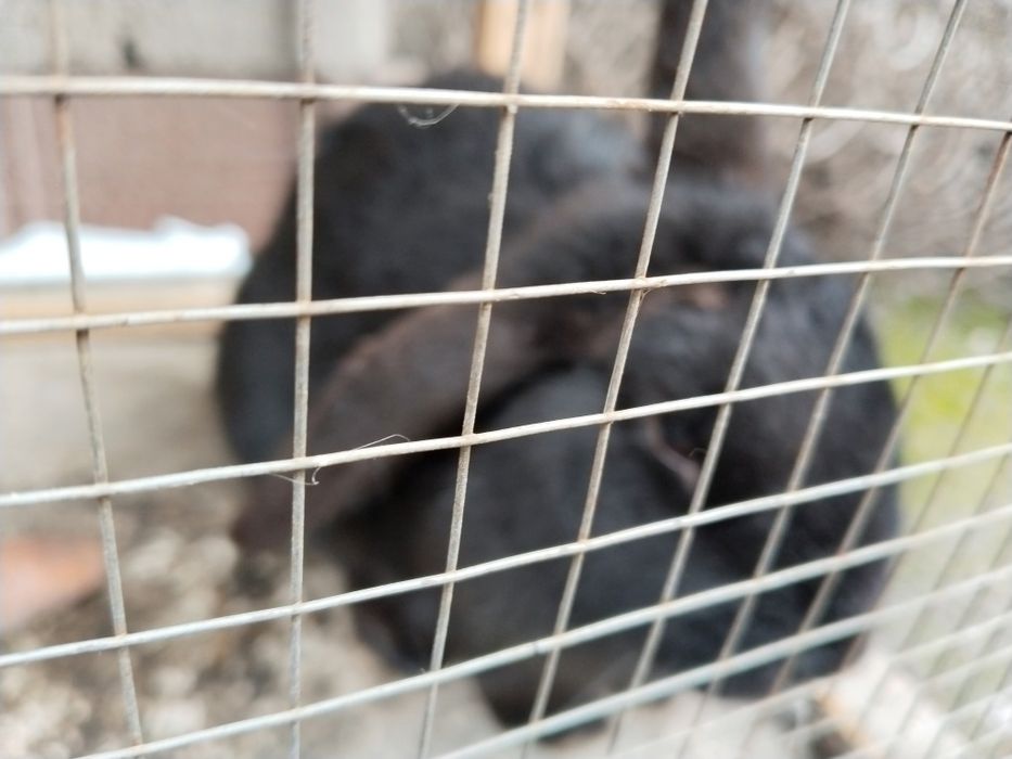 Quyonlar sotiladi baran