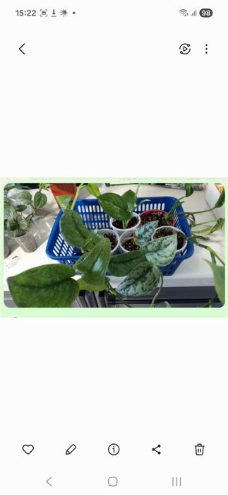 Набор эпипремнумов