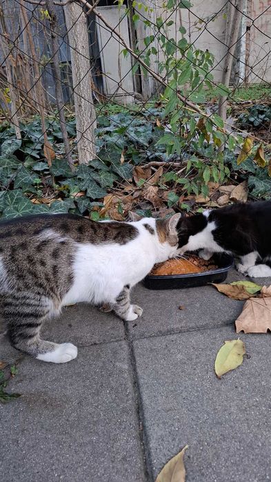 Дом за мама Котана и малък Топчо