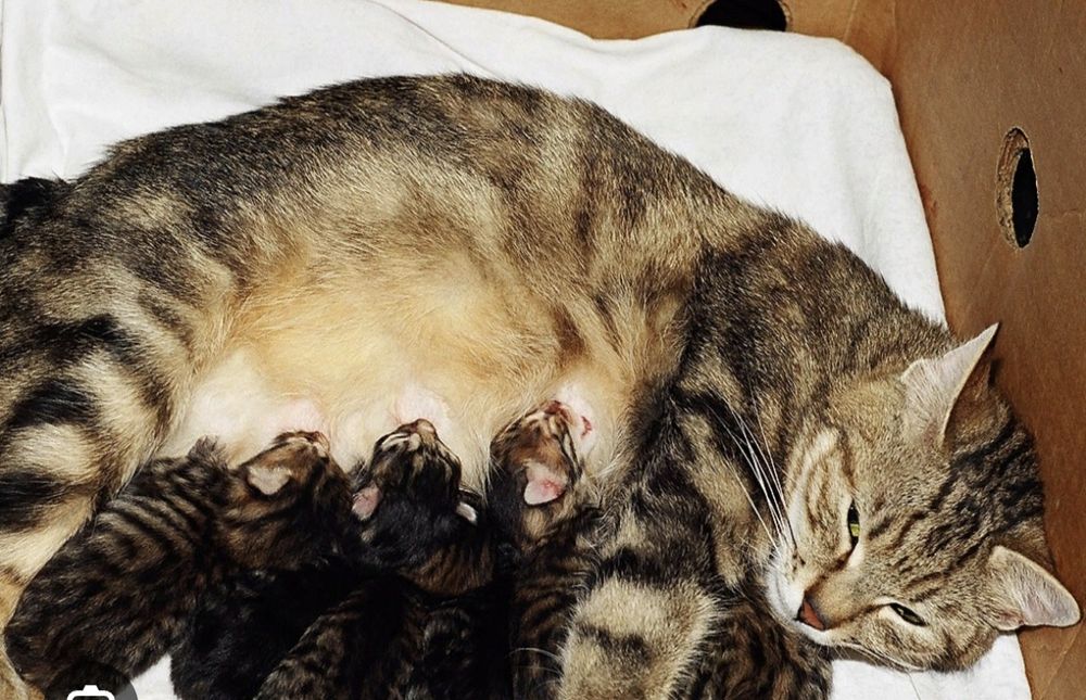 Отдам в добрые руки котят