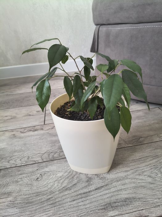 Цветы комнатные Фикус бенжамин