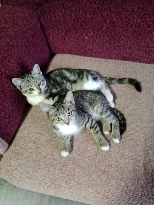 Отдам котят в хорошие руки