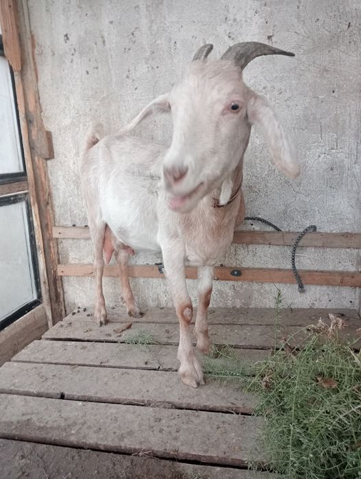 Альпи + Нуби  Ешкі Лақ Теке