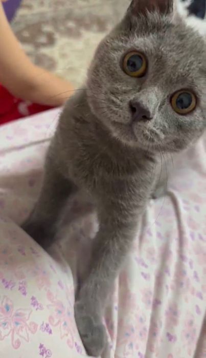 Британская короткошерстная