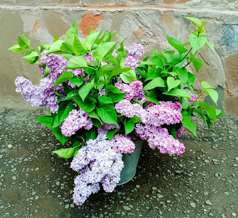 Сирень букет ЛУЧШАЯ ЦЕНА