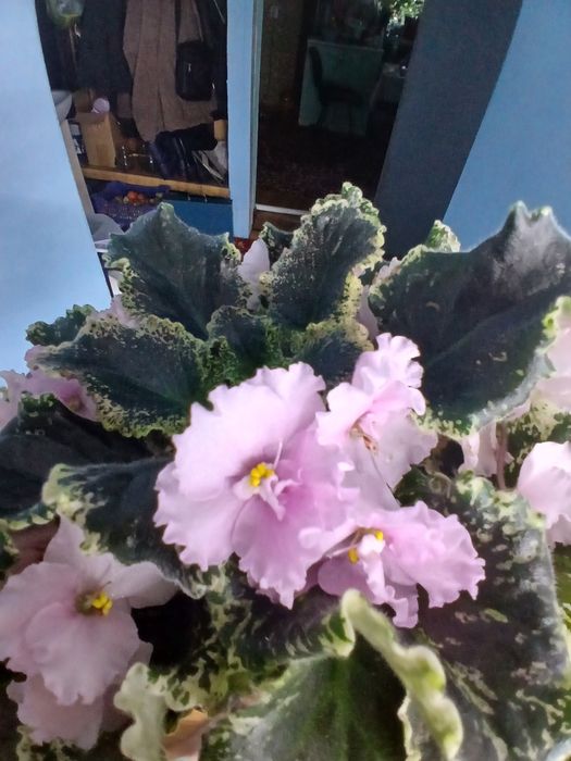 Разные продам фиалки