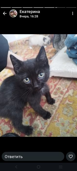 Срочно отдам в добрые руки