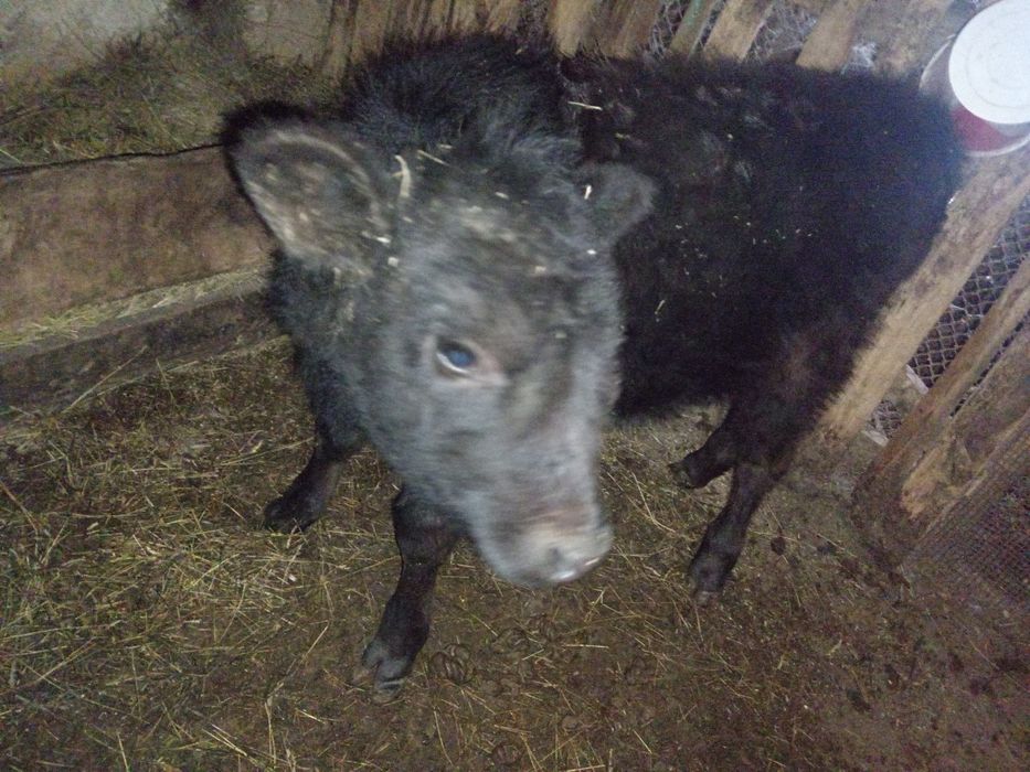 сиырлар сатылады