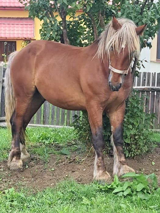 Mânz  3 ani și jumătate