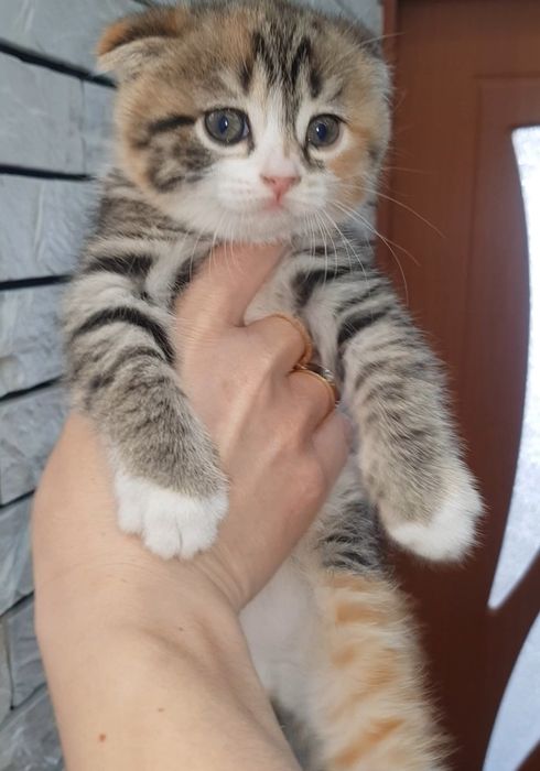 Британские девочки, 1.5 мес