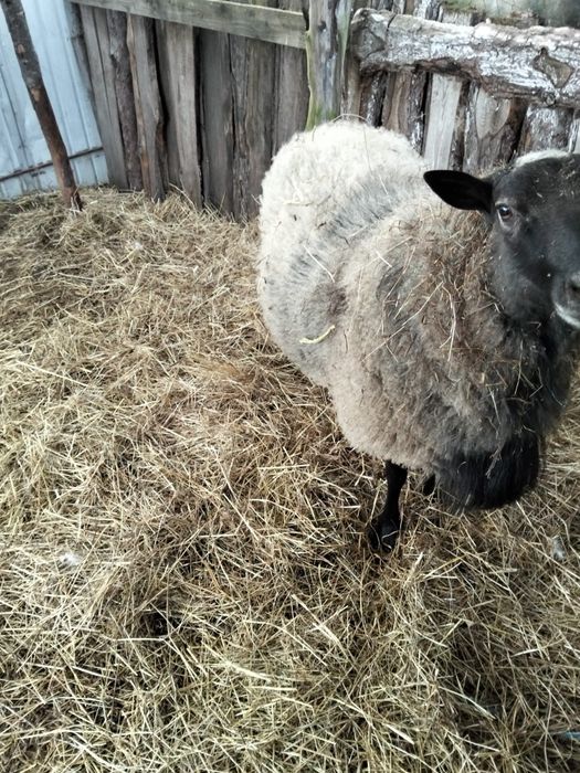 Mascul romanov un an și 8 luni