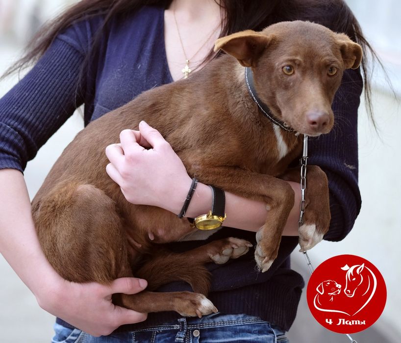 Ищем маму и папу