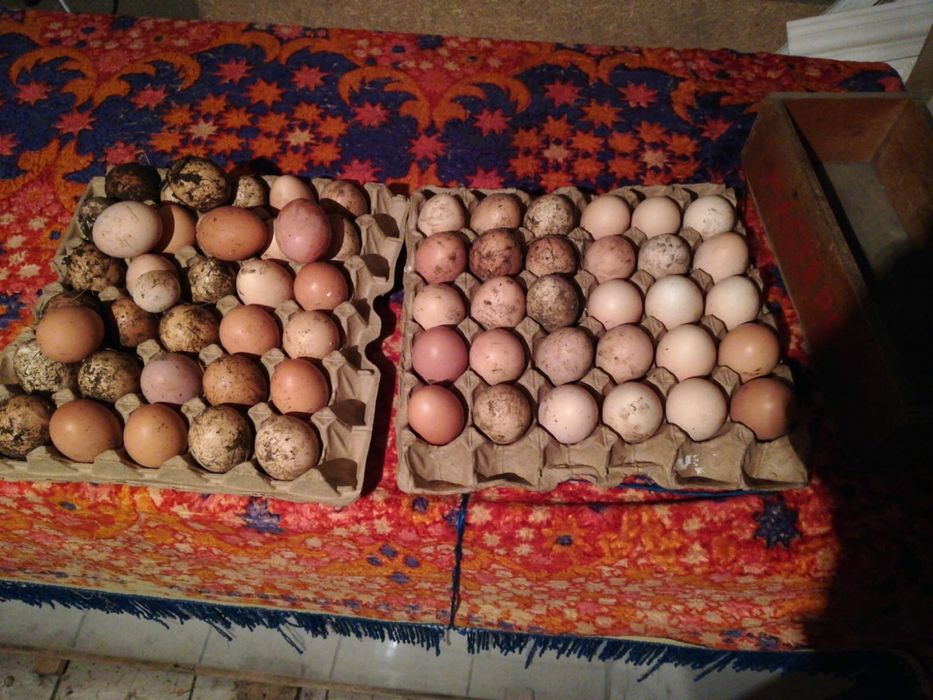 Продам несушки ломан браун