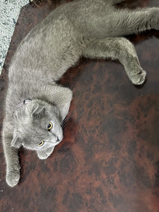 Кошка:Скотиш Фолд