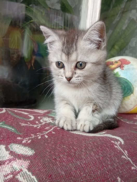 Отдам британских котят в добрые руки