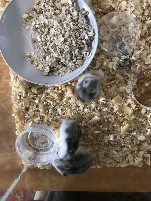 Продам хомякок джунгарские
