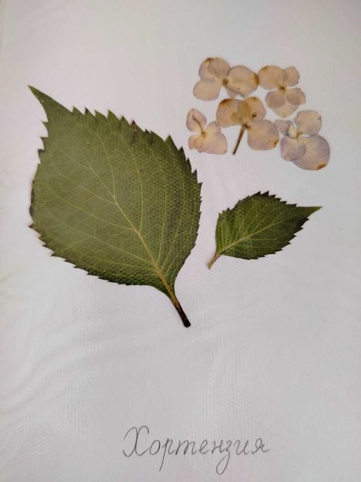 Ученически хербарии 3-7 клас, 17 стр. РЪЧНА декорация