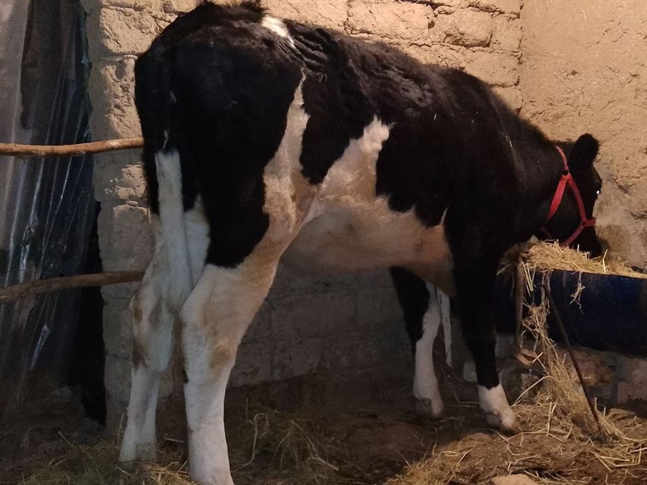 Гольштейн гунажин сотилади