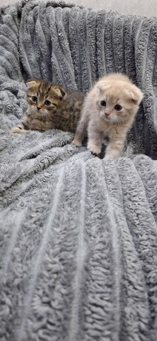 Шотландские котята