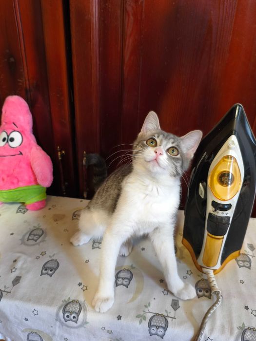 Котенок ласковый
