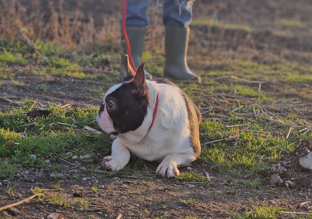 Boston terrier mascul