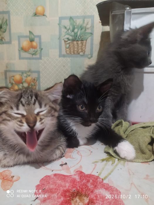 КОТЯТА в добрые руки. пишите на ватсап