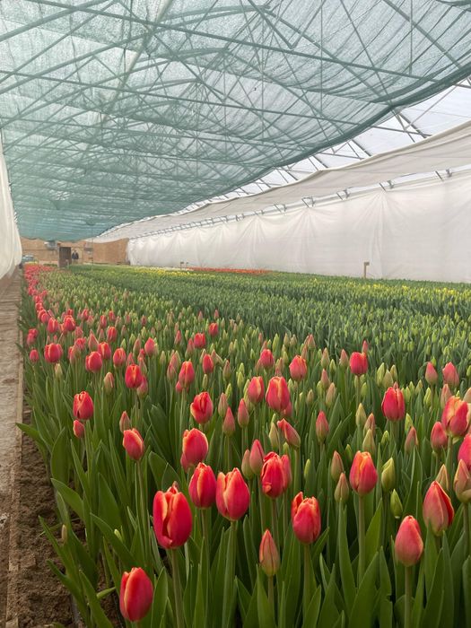 Тюльпаны к 8 марта , прямиком с теплицы!