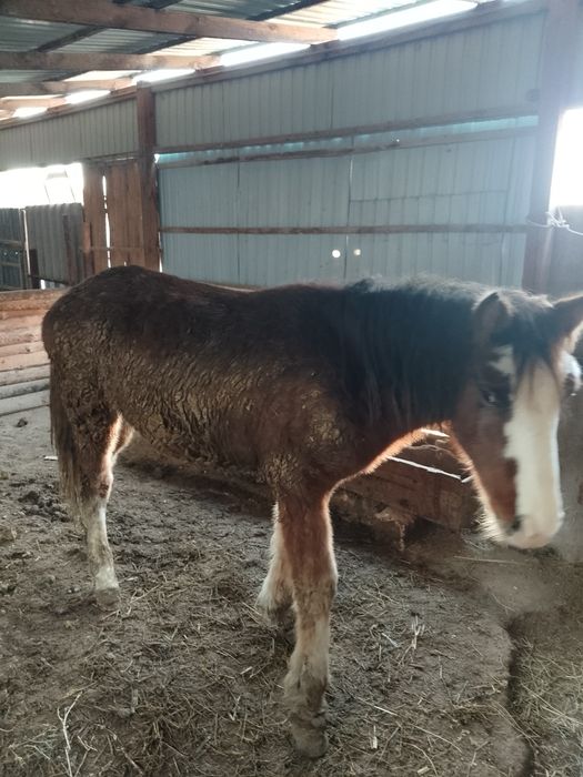 Тайлар жемде тұрған 2ай