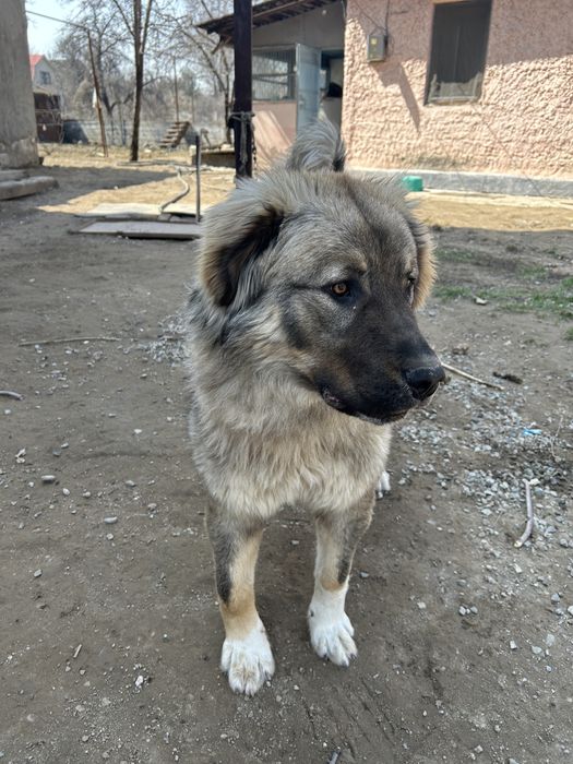 Щенок тобета 8 мес.