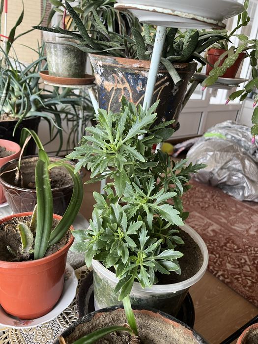 Хонаки гуллар сотилади, қиммат эмас. Шошилинг