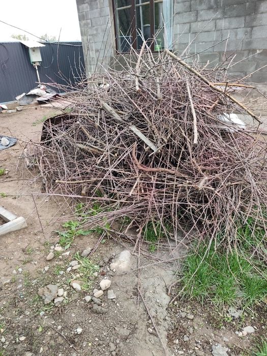 Бесплатно отдам ветки