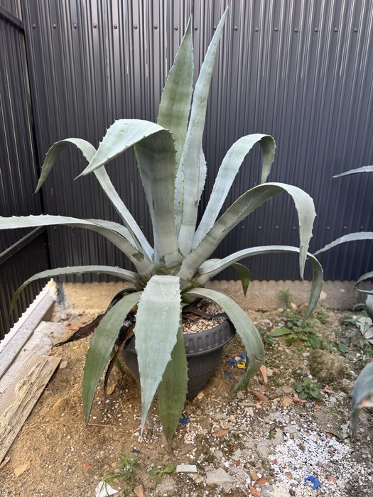 Aloe Vera ghiveci mare
