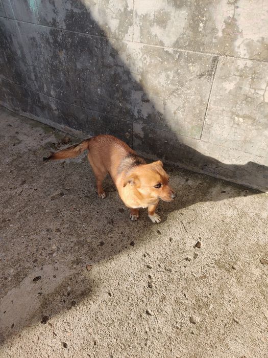 Donez 3 cățelușe – cipate, vaccinate, foarte jucăușe