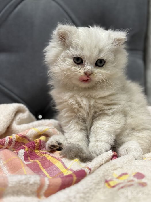 Продаются милые котята