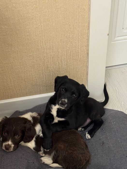 Собака полу спаниель 3 месяца