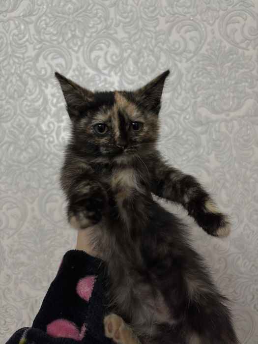 Котята ищут дом