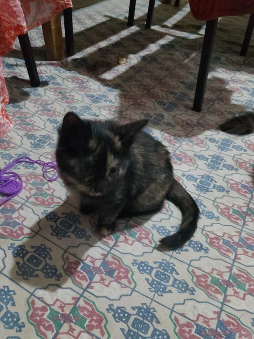 Кошка ,девочка отдам