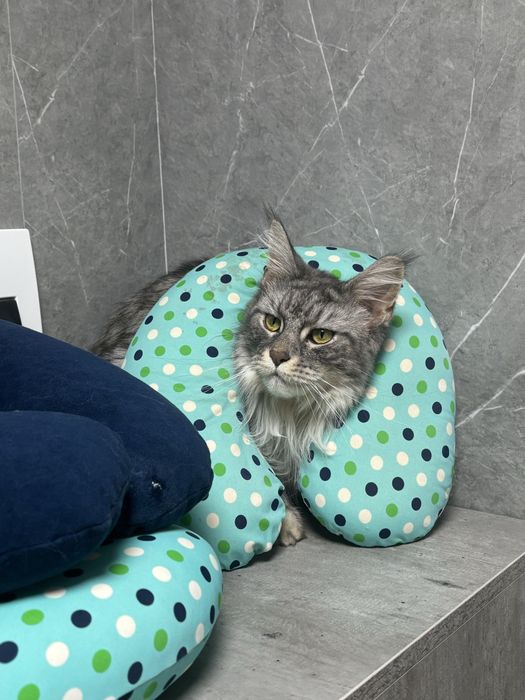 Мейнкун вязка кошка