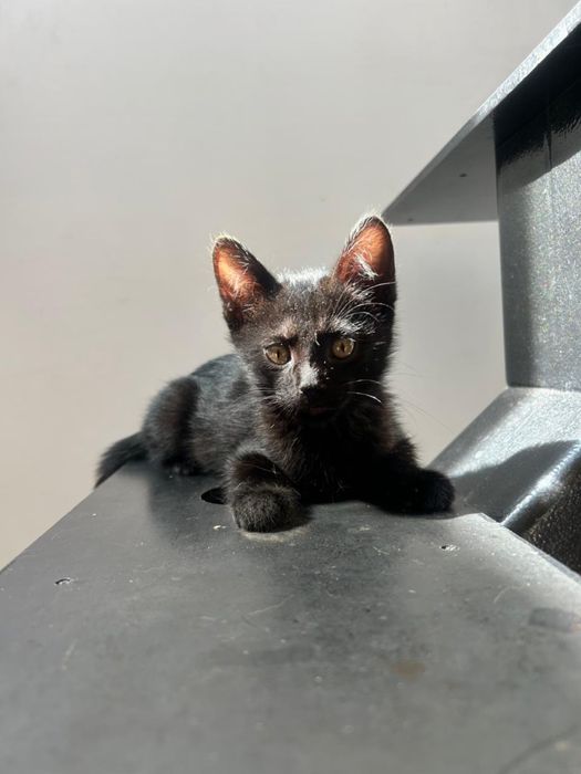 Котенок мальчишка озорник ищет дом