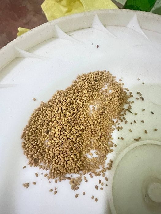 Беда урук сотилади 2 тонна бор сифати яхши 1кг нархи 35000 сум