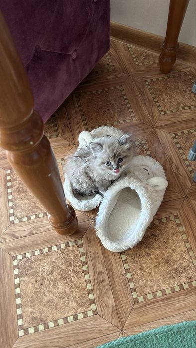 Котенок девочка 1 месяц