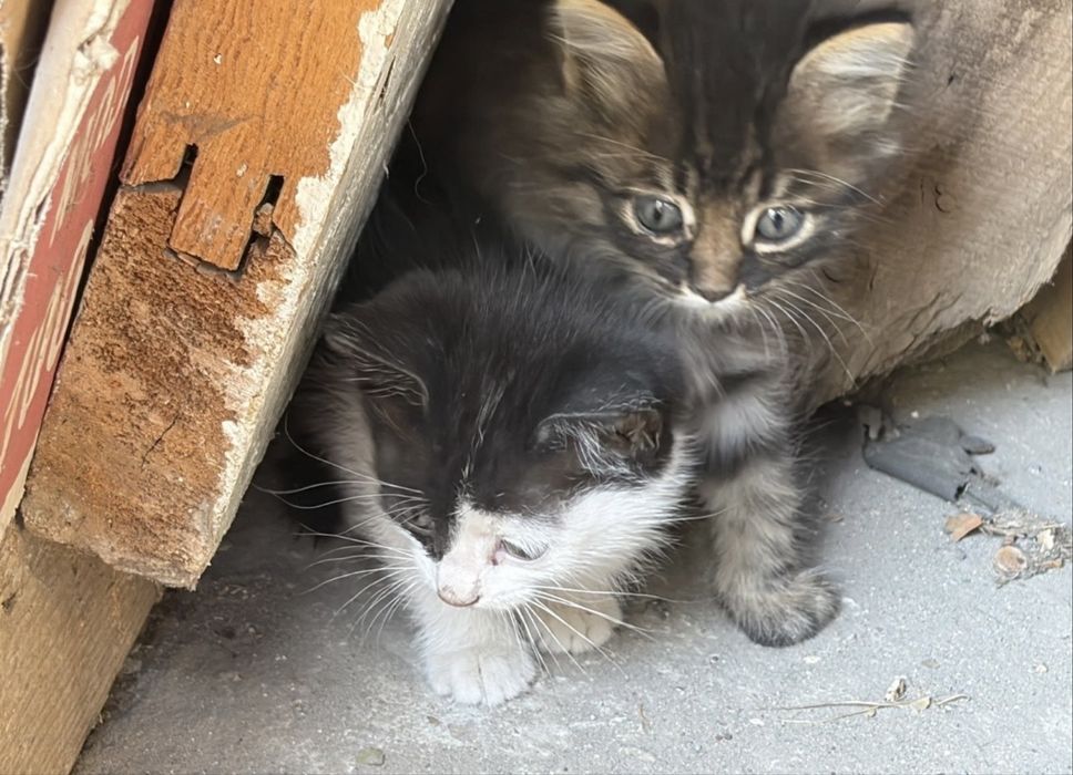 отдадим котят в хорошие руки
