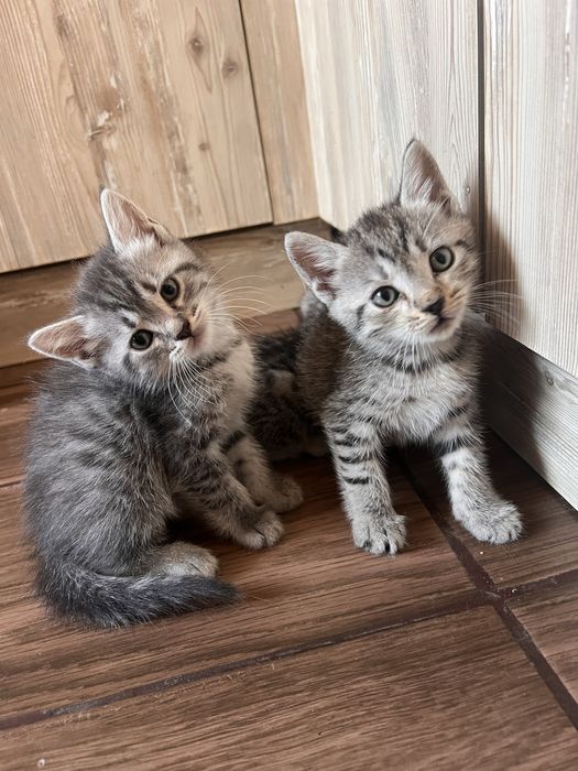 Шотландски клепоухи и правоухи котета британски котки