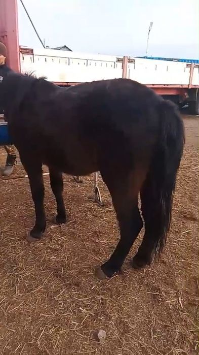 Откорм байтал сатылады