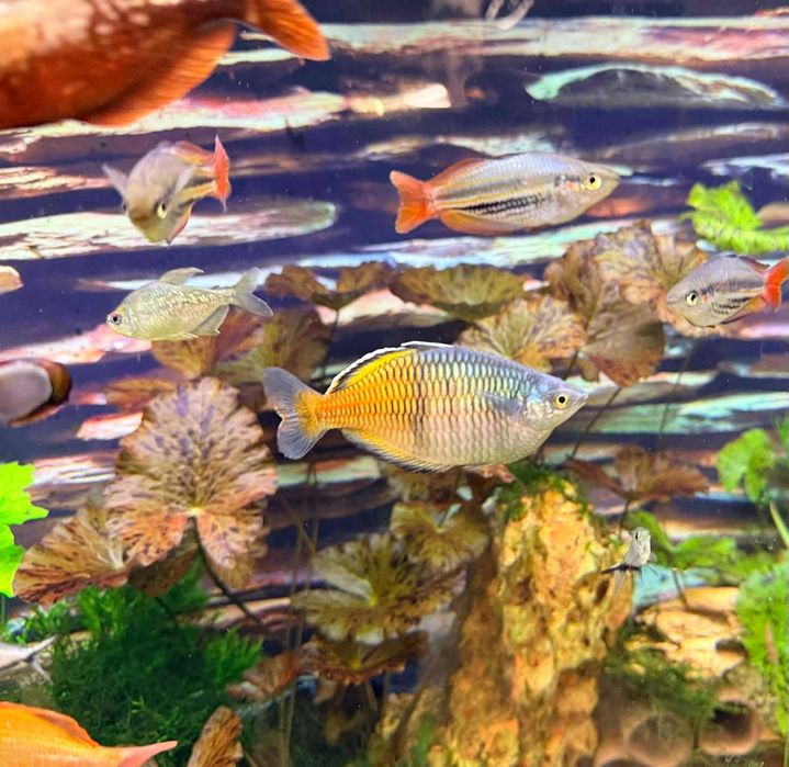 Меланотения Боесмани рейнбол