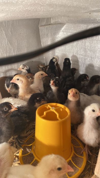 Балапандар пародистый