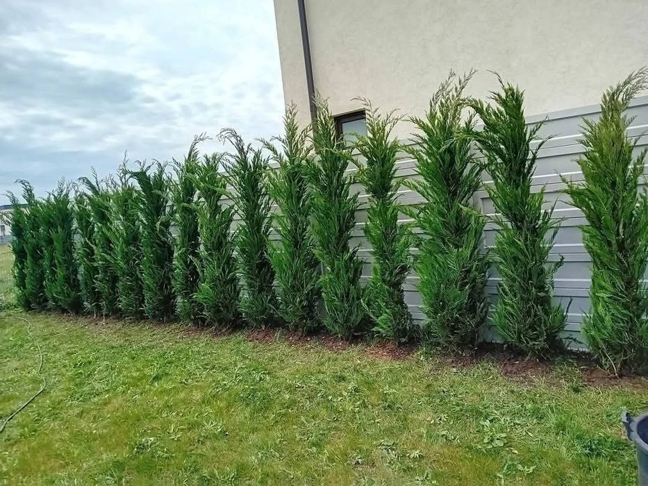 Cupressus leylandii