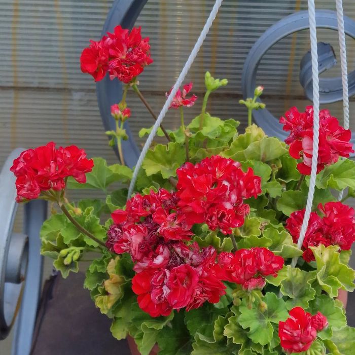 Пеларгонии в городе Абай