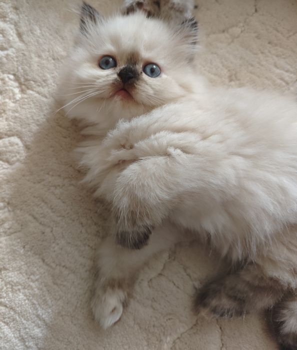 Pui pisică British Longhair