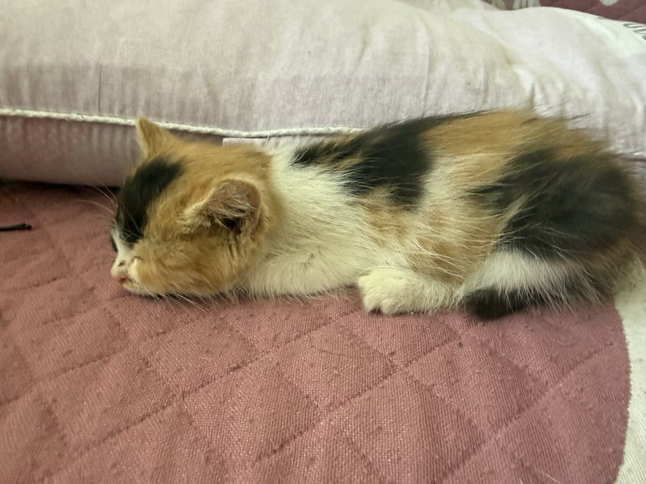 Отдам котенка в хорошие руки